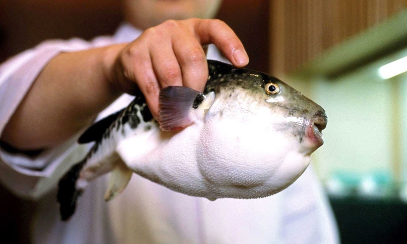 Bigpicture.ru За что гурманы ценят смертоносную рыбу фугу и чем они рискуют