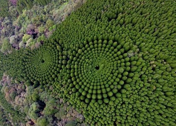 Таинственные круги из деревьев в Японии – результат 50-летнего эксперимента