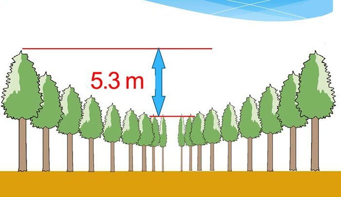 Bigpicture.ru Таинственные круги из деревьев в Японии