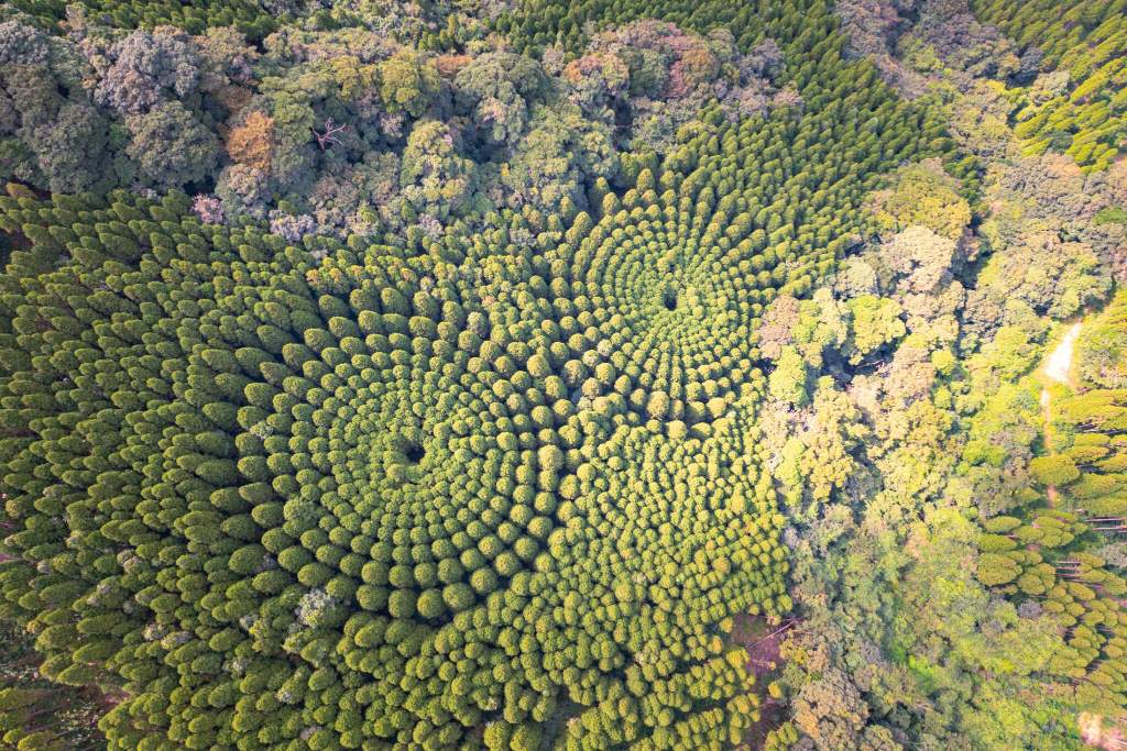 Bigpicture.ru Таинственные круги из деревьев в Японии.io