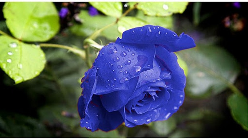 Существуют ли синие розы