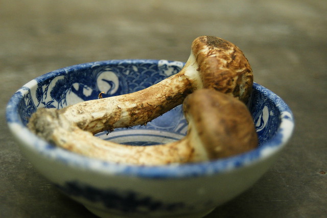 Bigpicture.ru Редкий и дорогой вид грибов мацутакэ