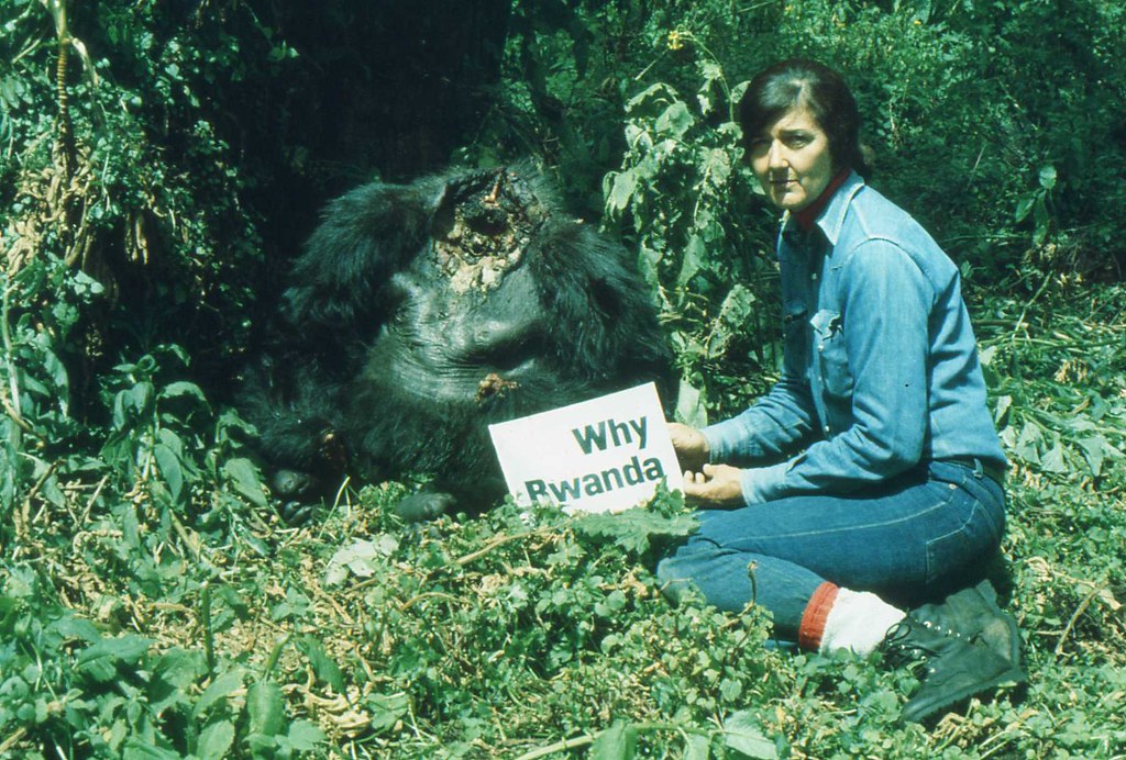 Bigpicture.ru Дайан Фосси возле убитой и обезглавленной браконьерами гориллы