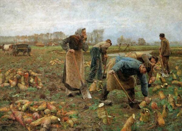 Что русские выращивали на огороде до появления картошки
