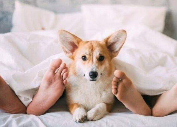 Можно ли спать в одной постели с собакой или кошкой
