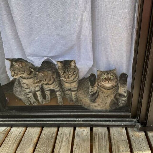 Bigpicture.ru Смешные фото кошек, которые ведут себя странно 1