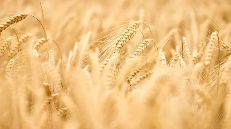 Основные факторы успешной перезимовки пшеницы