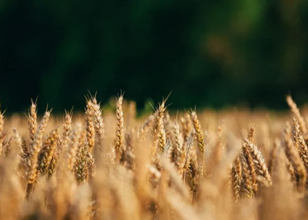 Болезни и вредители пшеницы