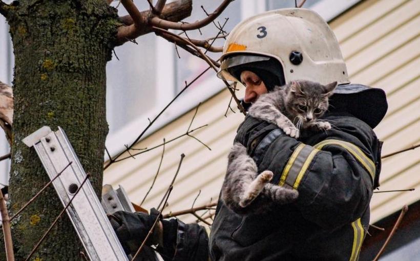 Bigpicture.ru спасатель снимает кошку с дерева