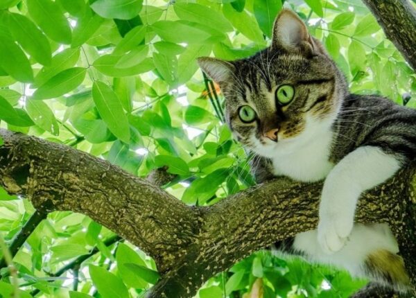 Почему кошка иногда не может спуститься с дерева и как ей помочь