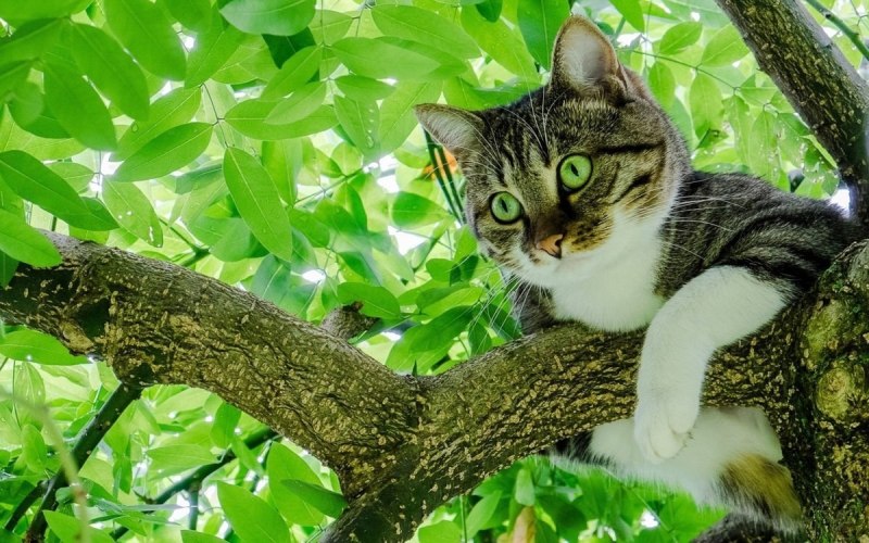 Bigpicture.ru кошка на дереве