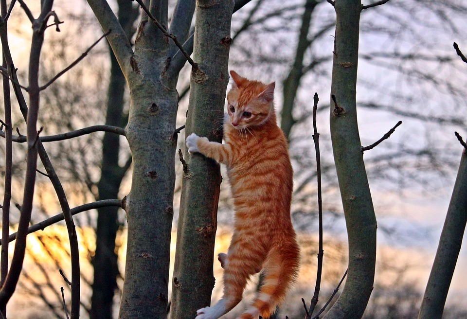 Bigpicture.ru кошка на дереве