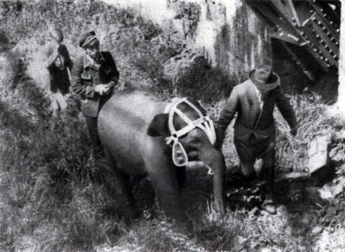 Слониха Туффи после падения с монорельса &mdash; дрессировщики ведут ее в цирк