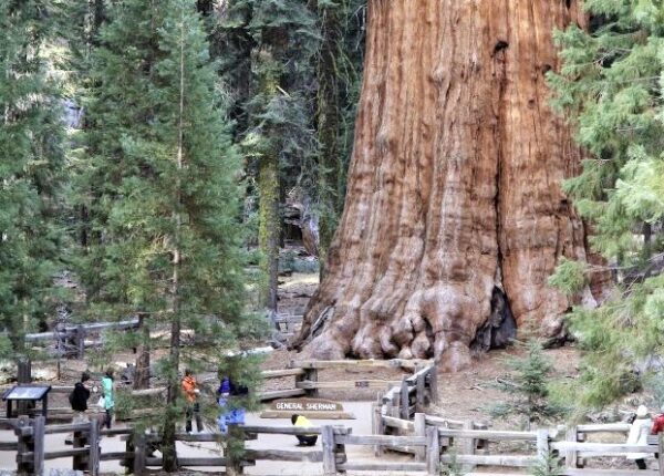 Дерево «Генерал Шерман» — самый большой живой организм планеты