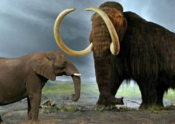 Мастодонты и мамонты — чем отличались древние предки слонов