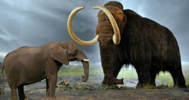 Bigpicture.ru Мастодонты и мамонты - чем отличались древние предки слонов