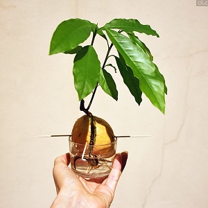 Как вырастить авокадо из косточки на подоконнике