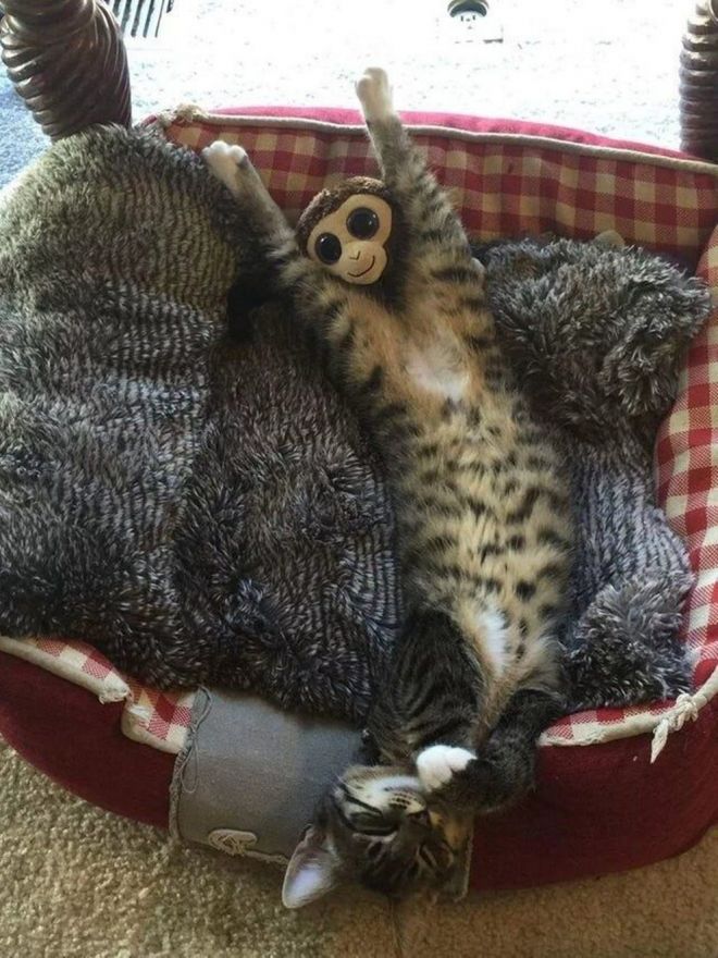Кот лежит на спине в лежанке с поднятыми лапами рядом с игрушкой обезьянкой