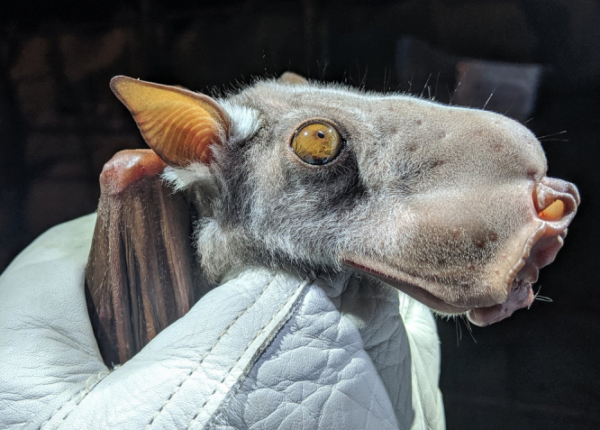Молотоголовый крылан — странная летучая мышь с собачьей мордочкой