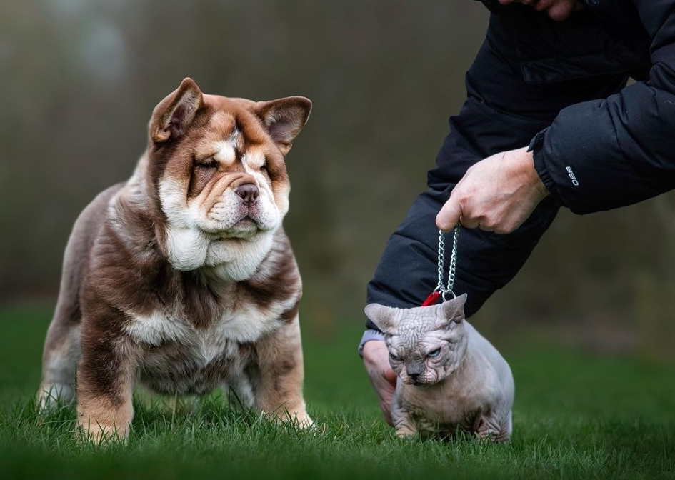 Bigpicture.ru Новая порода кошек Bully Cat (булли коты, коты-хулиганы, коты-бульдоги)