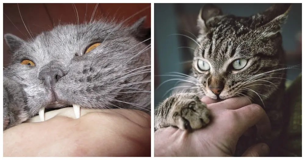 Легкий котокусь
