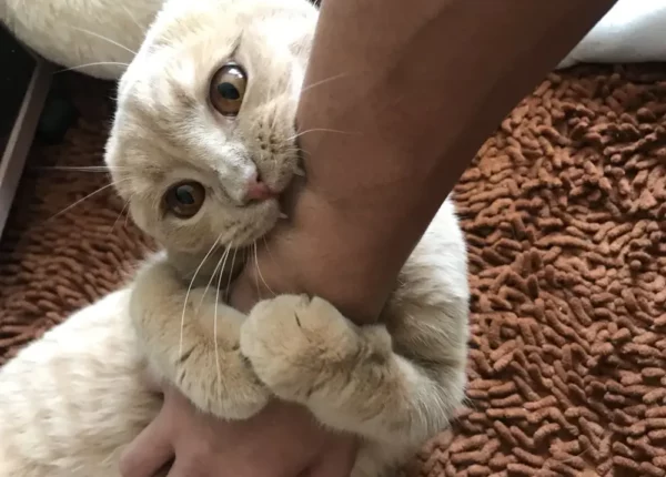 Котики кусают, а мы умиляемся: 20 эпичных кусь-моментов
