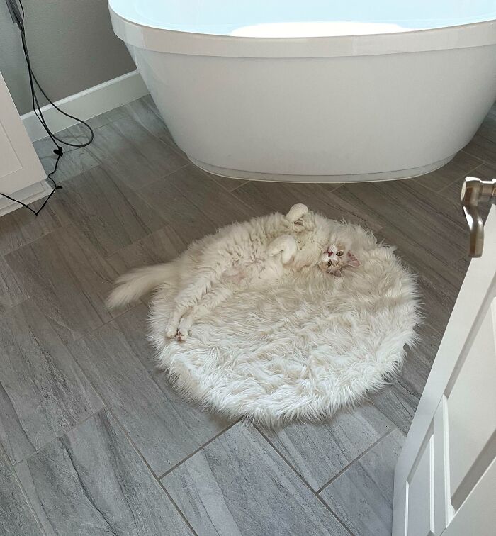 Белый кот лежит на белом коврике в ванной комнате маскировка