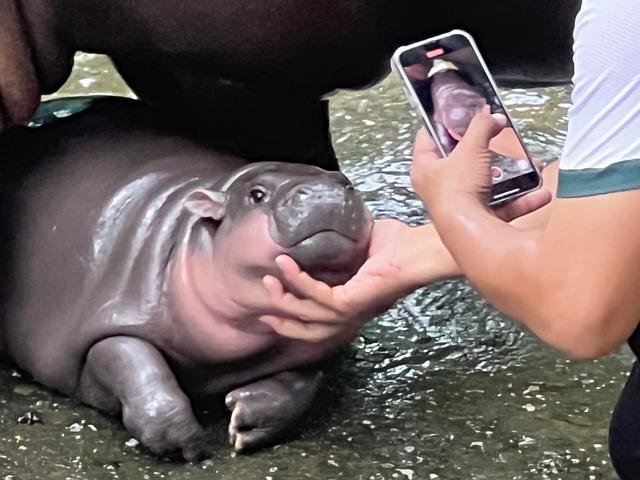 Bigpicture.ru бегемотик Му Денгdeng hippo 2172117694