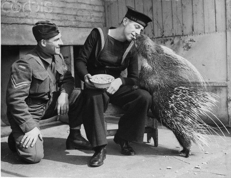 Солдат угощает дикобраза в Лондонском зоопарке, 1940 год