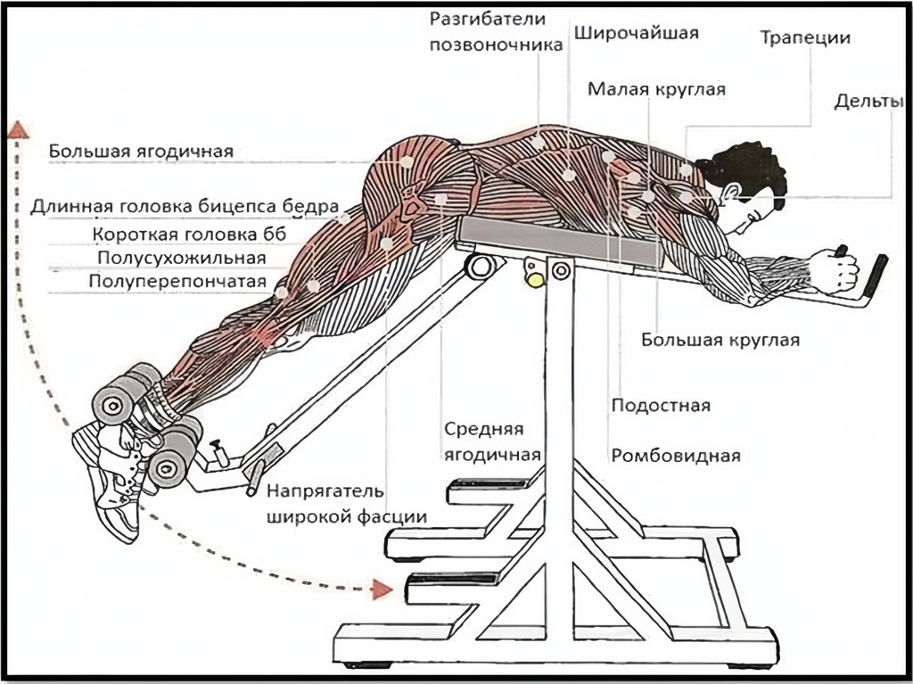 Bigpicture ru мышцы обратная гиперэкстензия
