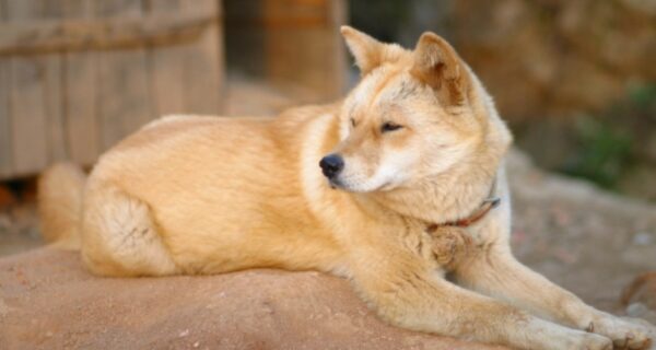 Собаки породы нуреонги: для корейца не друг, а просто еда