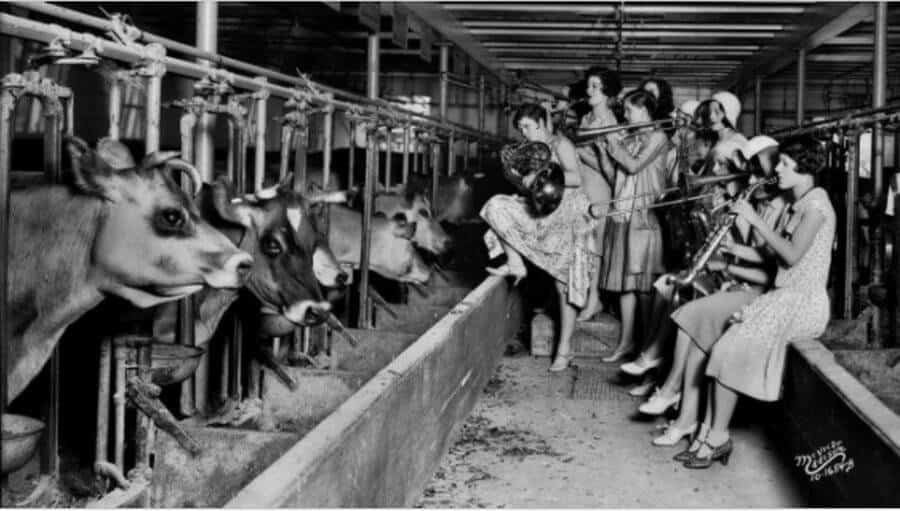Женская группа в Университете Висконсина играет серенады коровам