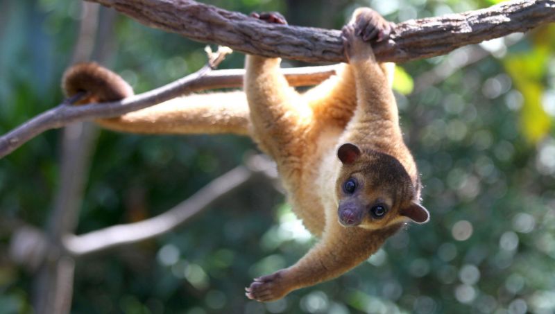 Кинкажу (Kinkajou) - медовый медведь из джунглей Южной Америки