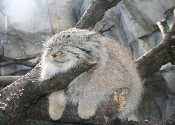 12 видов диких кошек, о которых вы не знали