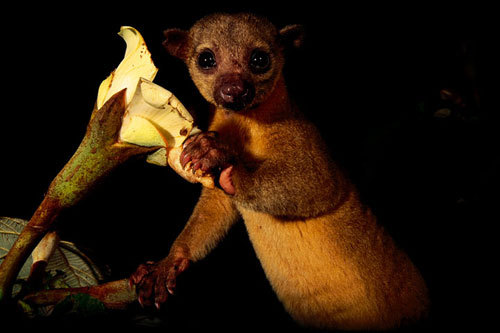 Кинкажу (Kinkajou) на охоте за нектаром и насекомыми