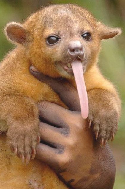 Длинный язык кинкажу (Kinkajou) помогает добывать нектар