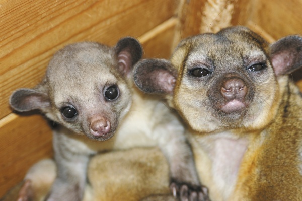 Кинкажу (Kinkajou) общаются через лай и мяуканье