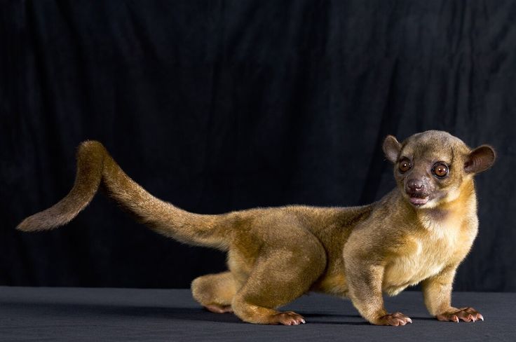 Детеныши кинкажу (Kinkajou) быстро становятся самостоятельными