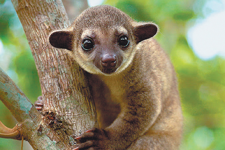 Кинкажу (Kinkajou) в естественной среде обитания