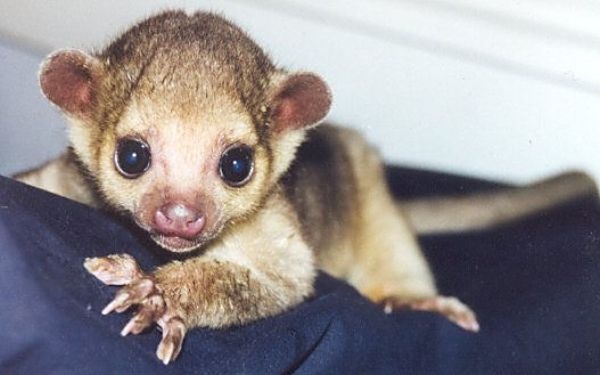 Кинкажу (Kinkajou) в дикой природе без естественных врагов