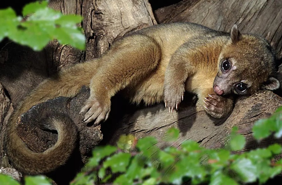 Кинкажу (Kinkajou) использует хвост как дополнительную конечность