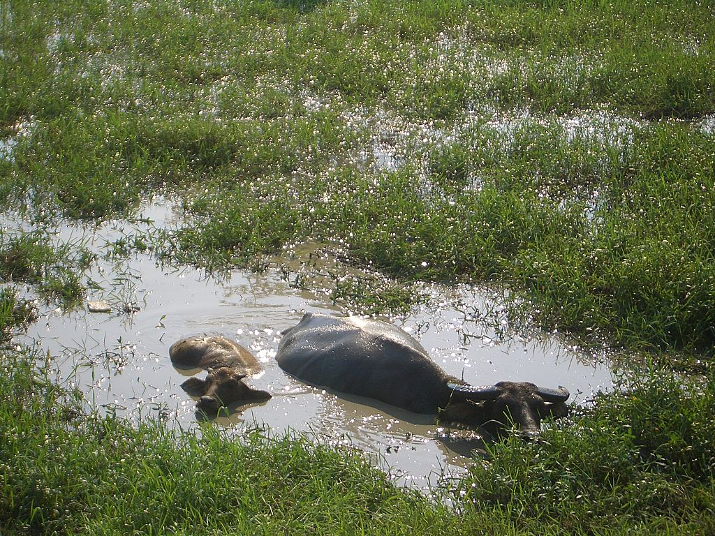 Азиатские буйволы в воде