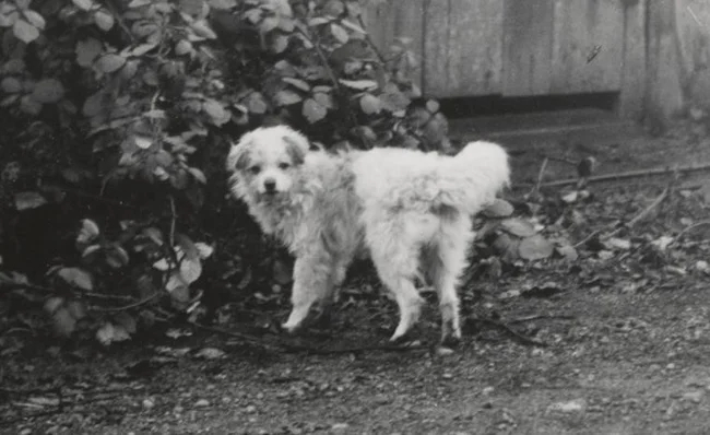 Редкий снимок салишской собаки, сделанный в 1930-х годах