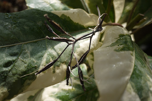 Ветка пизонии Pisonia grandis с клейкими семенами — дерево-птицелов