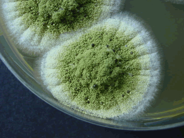 Колония грибка Aspergillus flavus &mdash; жёлтого аспергилла