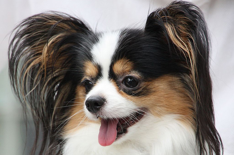 Bigpicture ru continental toy spaniel1