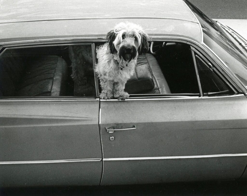 Собака в автомобиле, уличная фотография 1970