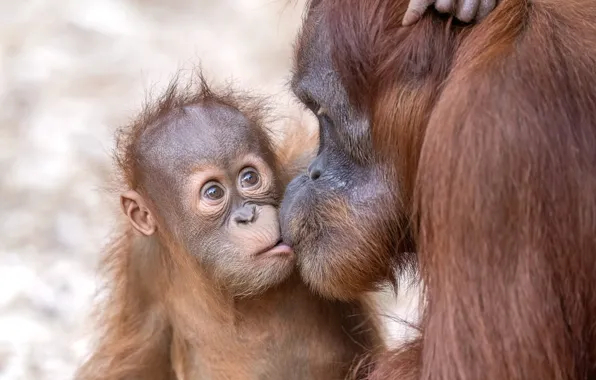 Самка орангутана с детёнышем кормление мать детёныш примат