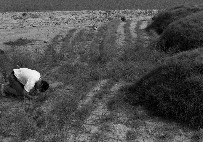 Ч/б фото: мужчина в белой рубашке на коленях в пустынной местности склоняется головой к земле между рядами низкой растительности, вокруг сухая почва и кусты