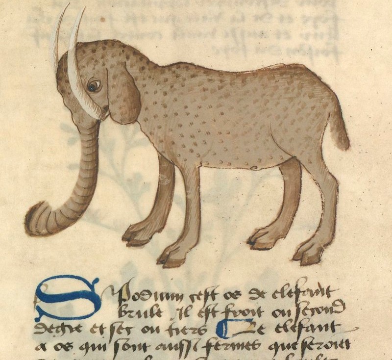 Средневековое изображение слона из книги XIII века
